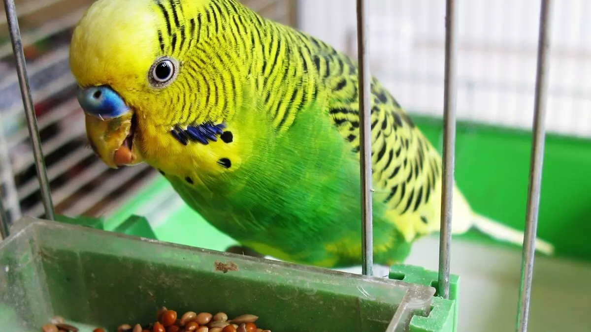 Pag-aalaga at nilalaman ng kulot na parrots: Ano ang kinakailangan para sa tamang pagbagay sa bahay? Temperatura at panuntunan 22369_5