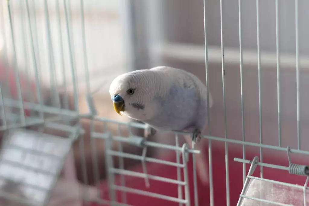 Coidado e contido de papagaios ondulados: o que é necesario para a adecuada adaptación na casa? Temperatura e regras 22369_9