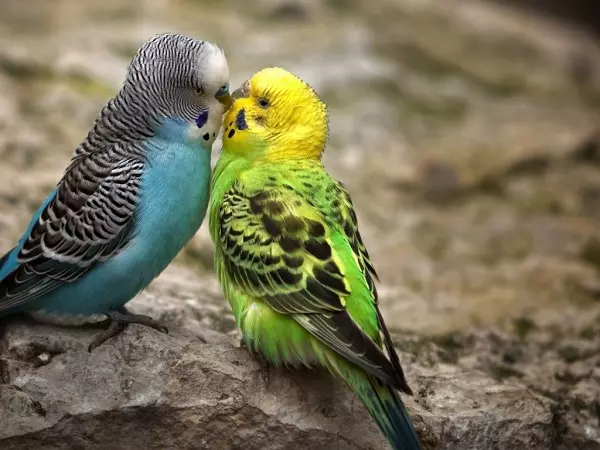 Vārdi viļņainiem papagaiļiem Boys: kā jūs varat izsaukt zils un zaļo, dzelteno un citu krāsu papagaili? Vēsu un skaistu segvārdu saraksts 22370_2