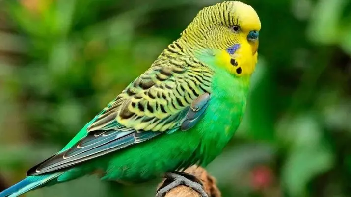 ชื่อสำหรับ Wavy Parrots Boys: คุณสามารถเรียกนกแก้วสีฟ้าและสีเขียวสีเหลืองและสีอื่น ๆ ได้อย่างไร? รายการชื่อเล่นที่ยอดเยี่ยมและสวยงาม 22370_4