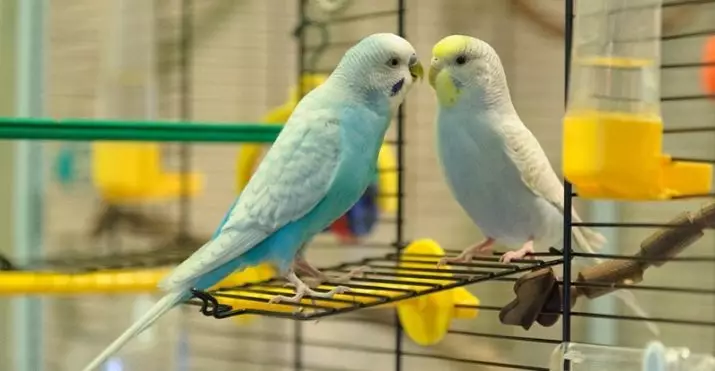 Ονόματα για κυματιστές παπαγάλοι-κορίτσια: μια λίστα με όμορφους και αστείες καπνιστές για θηλυκά μπλε και λευκά, κίτρινα και άλλα χρώματα 22375_2