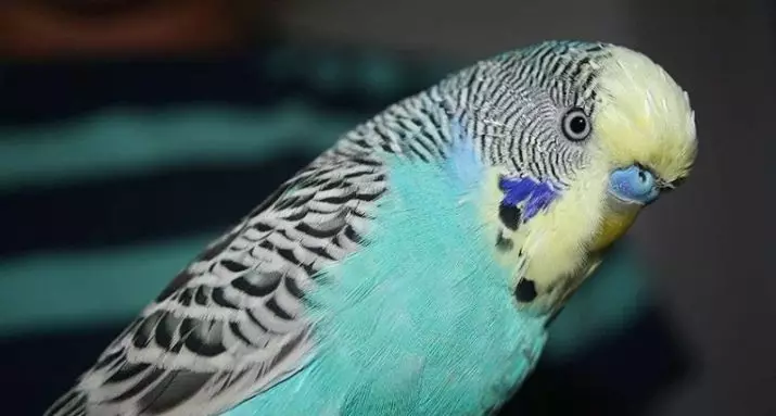 Names for wavy parrots-girls: a list of beautiful and funny smokers for females of blue and white, yellow and other colors 22375_3