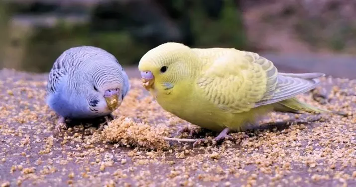 Wavy papagoid-tüdrukute nimed: ilusate ja naljakate suitsetajate nimekiri siniste ja valgete, kollaste ja teiste värvide naistele 22375_4