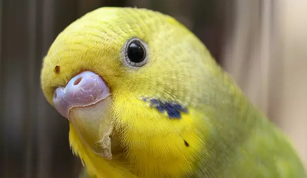 Names for wavy parrots-girls: a list of beautiful and funny smokers for females of blue and white, yellow and other colors 22375_5