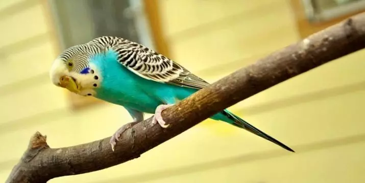 Navên ji bo Wavy Parrots-Keçan: Navnîşek cixarekêşên xweşik û xweş ji bo jinên şîn û spî, zer û rengên din 22375_7