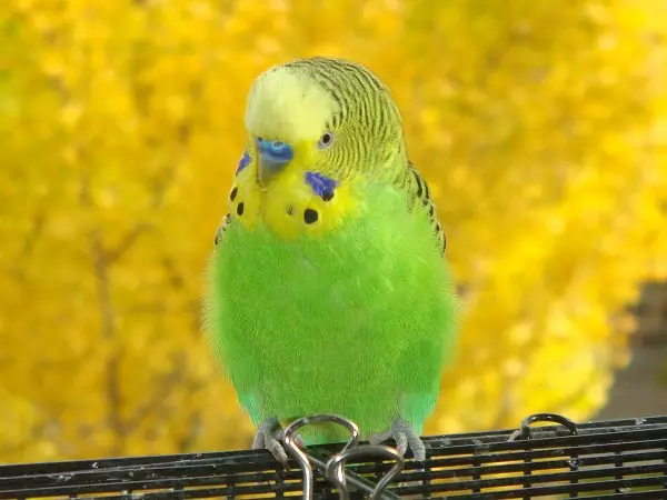 Nomi per pappagalli ondulati: come puoi chiamare un paio di pappagalli e come scegliere il diritto di scegliere per loro? 22376_10