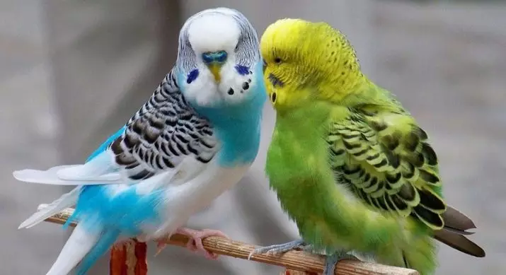 Navne til bølgete papegøjer: Hvordan kan du ringe et par papegøjer og hvordan man vælger retten til at vælge for dem? 22376_11