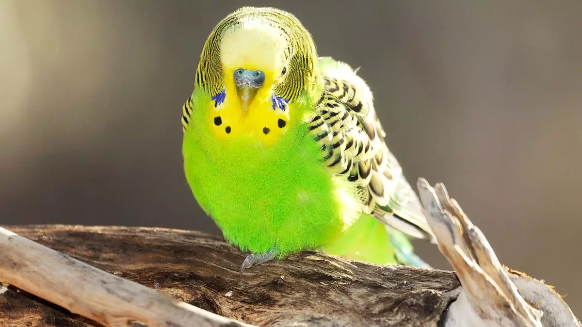 Nomes para os papagaios ondulados: como pode chamar a un par de papagaios e como elixir o dereito de elixir por eles? 22376_3