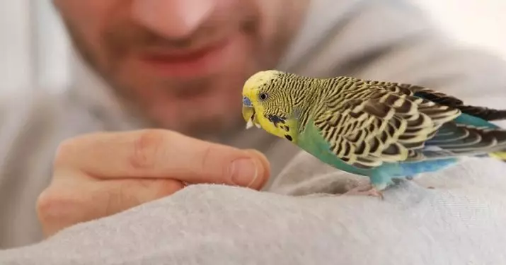 Names for budgies: How can name a couple of parrots and how to choose them nicknames? 22376_6