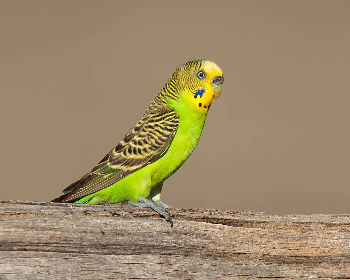 Nomes para os papagaios ondulados: como pode chamar a un par de papagaios e como elixir o dereito de elixir por eles? 22376_7