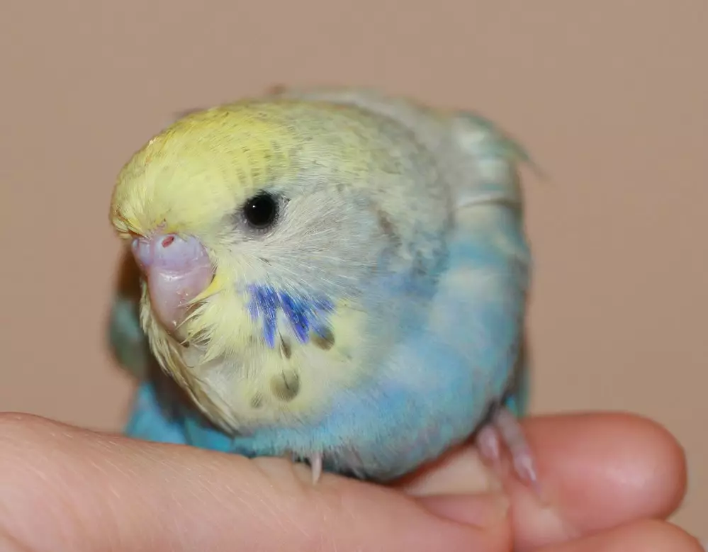 Rainbow Parrot (13 fotografija): Opis valovitih papiga, značajke njihove boje i ponašanja 22377_2