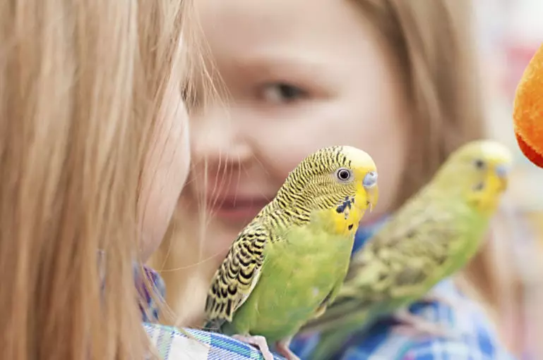 Jak oswoić falistą papugę na ręce? Lekkie sposoby oswajania chłopca i dziewczynę, dorosłej papugi i pisklę. Co jeśli się boi i ukąszenia? 22378_19