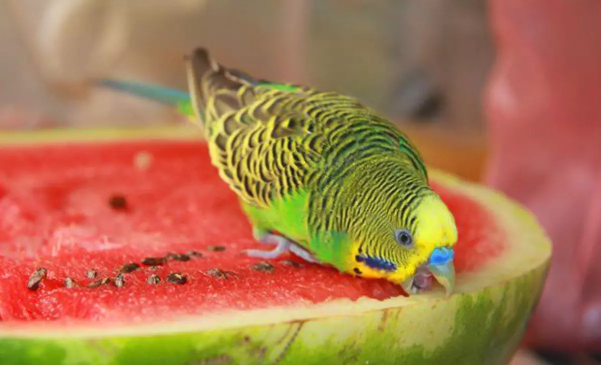 Можно давать попугаям банан. Волнистый попугайчик. Попугай и Арбуз. Что едят волнистые попугаи. Попугай ест Арбуз.