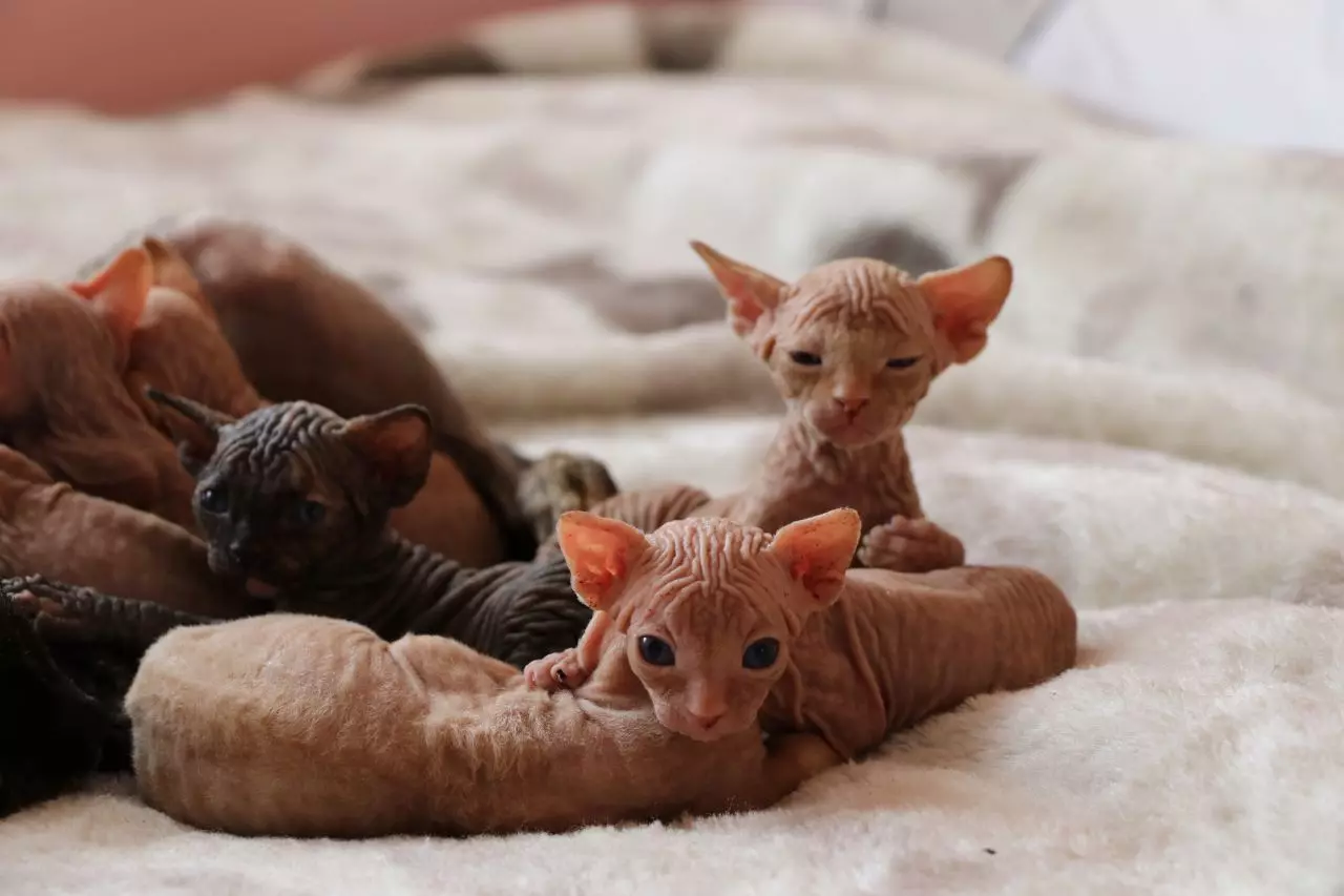 Swangere katten sphinxes (19 foto's): Hoefolle dagen geane? Hoe begryde wat Cat Doeshes Kittens? 22383_11
