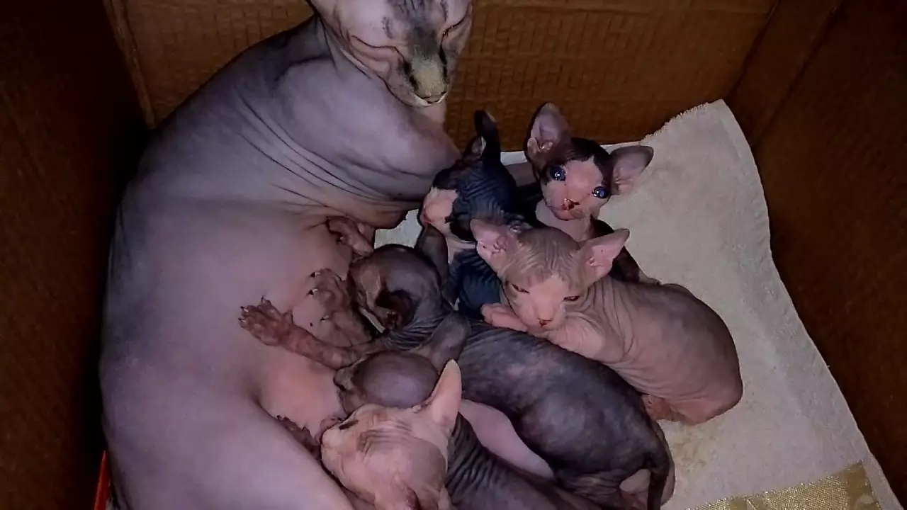 妊娠中の猫Sphinxes（19枚の写真）：何日行きますか？どのように猫が子猫を服用するのか理解するのですか？ 22383_16