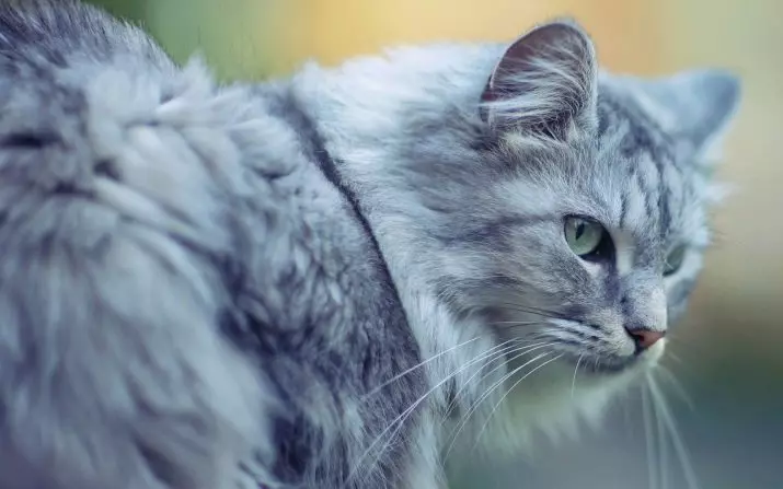 Szibériai macska kék szín (25 fénykép): A szín jellemzői, a fajta leírása, felnőtt macskák és kiscicák tartalmának finomságai 22390_10