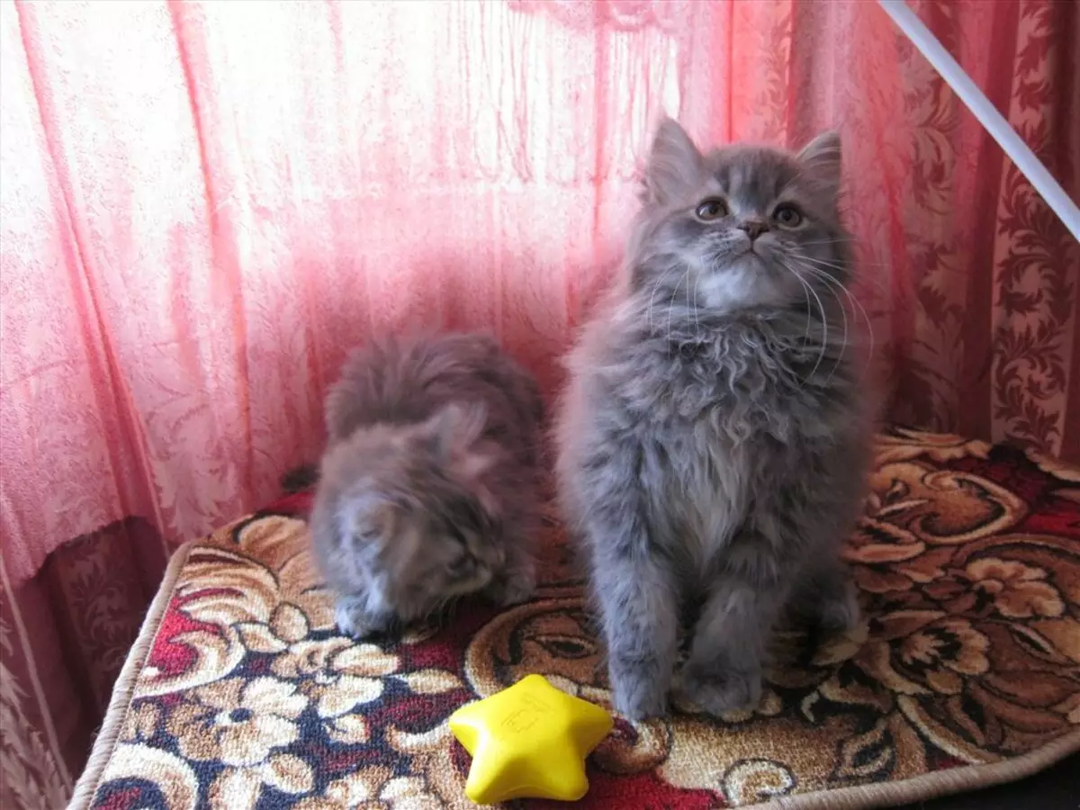 Sibirska mačka plava boja (25 fotografija): značajke boje, opis pasmine, suptilnosti sadržaja odraslih mačaka i mačića 22390_11