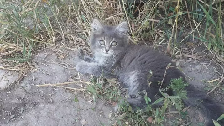 Siberian Cat Blue Color (25 foto): Karakteristikat e ngjyrës, përshkrimi i racës, hollësitë e përmbajtjes së macet dhe kotele të rritur 22390_13