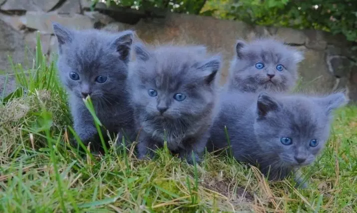 Sibirische Katze Blaue Farbe (25 Fotos): Merkmale der Farbe, Beschreibung der Rasse, Feinheiten des Inhalts von erwachsenen Katzen und Kätzchen 22390_18