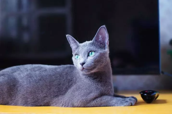 Sibir Cat Blue Color (25 şəkil): rəng xüsusiyyətləri, cins təsviri, böyüklər pişik və kittens məzmununun incəliklərini 22390_2