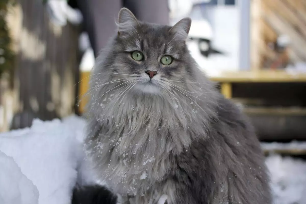 Lliw Glas Cat Siberia (25 Lluniau): Nodweddion lliw, disgrifiad y brîd, cynnil cynnwys cathod a chathod bach i oedolion 22390_3