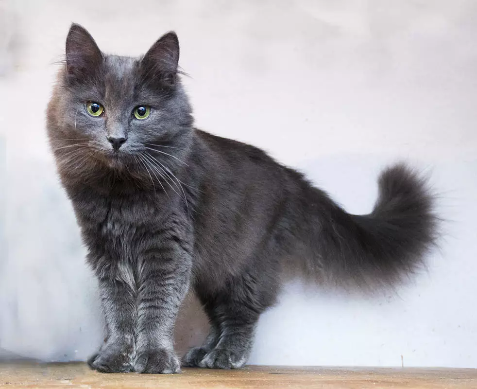 Cor azul de gato Siberian (25 fotos): Características da cor, descrição da raça, sutilezas do conteúdo de gatos adultos e gatinhos 22390_6