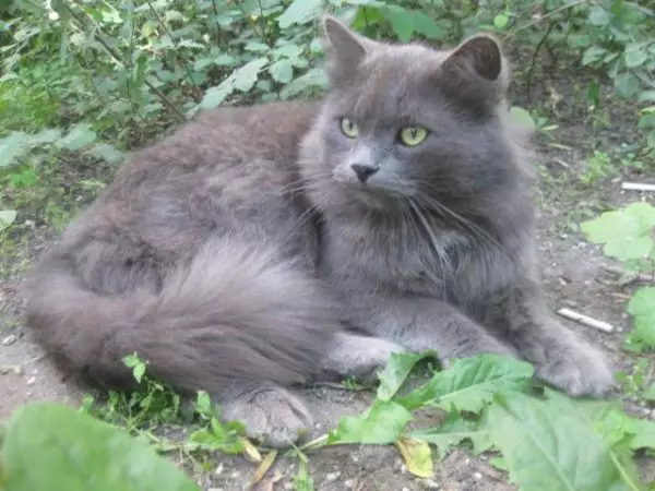 Lliw Glas Cat Siberia (25 Lluniau): Nodweddion lliw, disgrifiad y brîd, cynnil cynnwys cathod a chathod bach i oedolion 22390_9