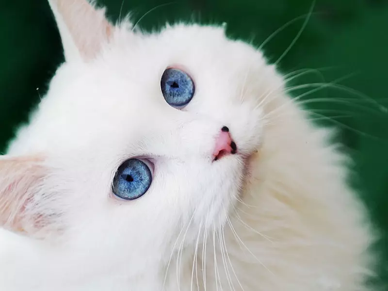 Sibirisk katt vit färg (21 bilder): Funktioner av färgen, beskrivningen av rasen, subtiliteterna av vården av vuxna katter och kattungar 22392_10