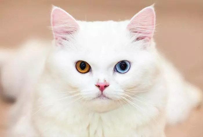 Сибирски котка бял цвят (21 снимки): характеристики на цвета, описание на породата, тънкостите на грижата за възрастни котки и котенца 22392_11
