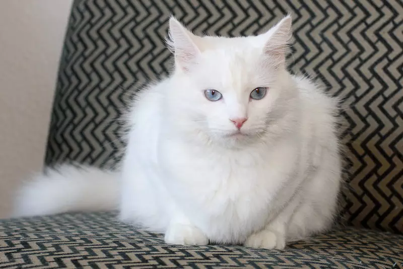 Colore bianco del gatto siberiano (21 foto): Caratteristiche del colore, Descrizione della razza, le sottigliezze della cura dei gatti e dei gattini adulti 22392_12