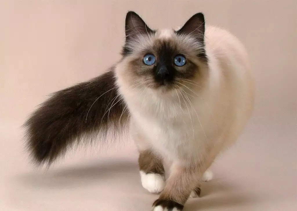 Szibériai macska fehér szín (21 fénykép): A szín jellemzői, a fajta leírása, a felnőtt macskák és kiscicák gondozásának finomságai 22392_13