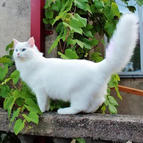 Sibirisk katt vit färg (21 bilder): Funktioner av färgen, beskrivningen av rasen, subtiliteterna av vården av vuxna katter och kattungar 22392_14