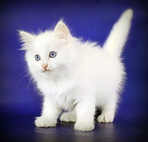 Siberia Cat White Color (21 sary): Ny endriky ny loko, ny famaritana ny fiompiana, ny subtleties ny fikarakarana ny saka sy ny kittens olon-dehibe 22392_15