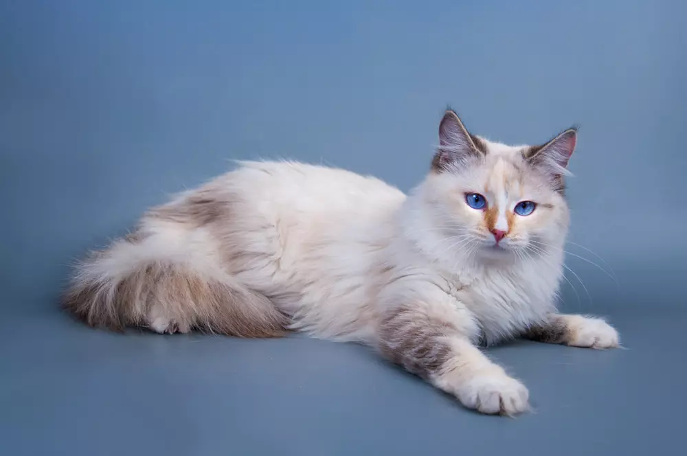 Colore bianco del gatto siberiano (21 foto): Caratteristiche del colore, Descrizione della razza, le sottigliezze della cura dei gatti e dei gattini adulti 22392_2