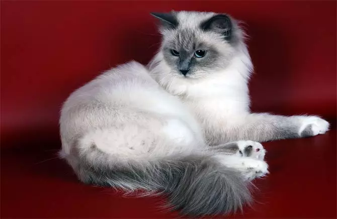 Culoare albă de pisică Siberiană (21 fotografii): Caracteristicile culorii, descrierea rasei, subtilitățile de îngrijire a pisicilor și pisicilor adulți 22392_3