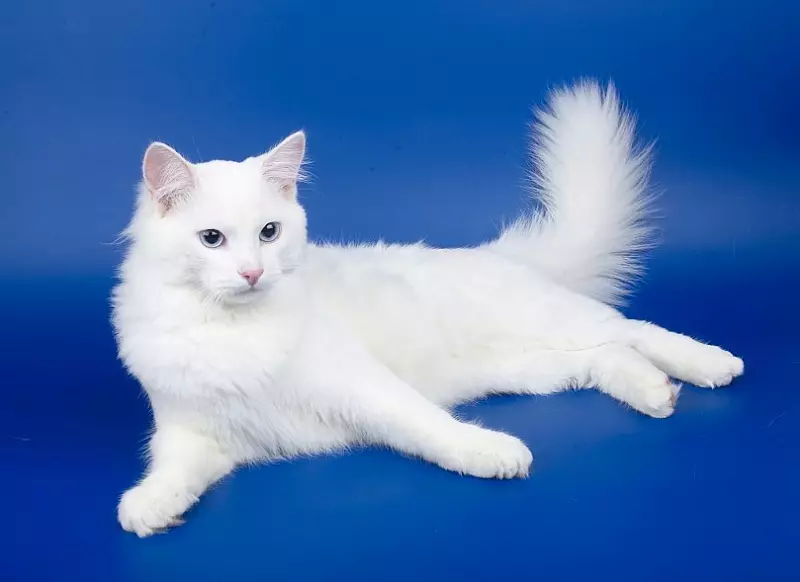 Sibirisk katt vit färg (21 bilder): Funktioner av färgen, beskrivningen av rasen, subtiliteterna av vården av vuxna katter och kattungar 22392_4