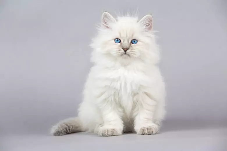 Сибирска мачка бела боја (21 фотографије): Карактеристике боје, опис пасмине, суптилности неге одраслих мачака и мачића 22392_5