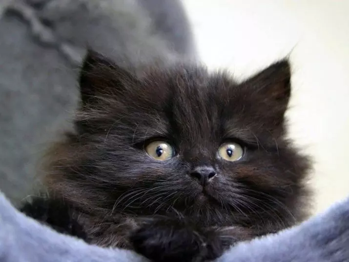 Mèo Siberia đen (20 ảnh): Mô tả giống, tính năng của màu, sự tinh tế của việc chăm sóc mèo và mèo con trưởng thành 22395_2