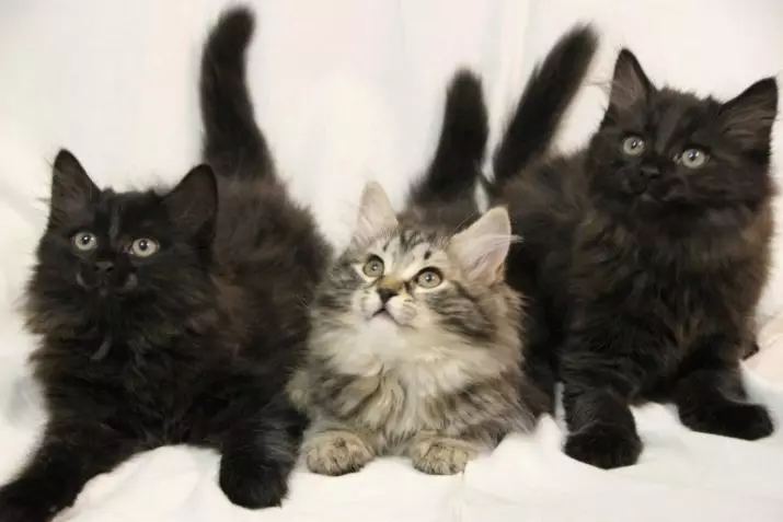 Black Siberian Cat (20 Fotoğraf): Doğanın açıklaması, rengin özellikleri, yetişkin kedilerin ve yavru kedilerin bakımının incelikleri 22395_3