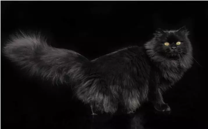 Црна сибирска мачка (20 фотографија): Опис пасмине, карактеристике боје, суптилности неге одраслих мачака и мачића 22395_4