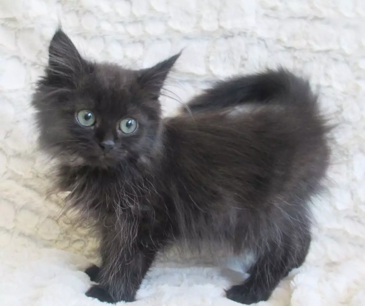 Gato siberiano negro (20 fotos): descrición da raza, características da cor, as sutilezas do coidado de gatos e gatos adultos 22395_5