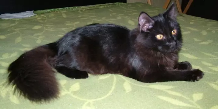 Қара Сібір Cat (20 сурет): тұқымның сипаттамасы, түсі ерекшеліктері, ересек мысық және котята қамқорлық Тонкости 22395_8