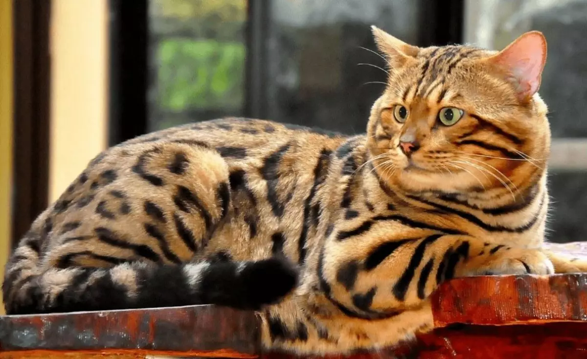 Vad ska man mata Bengal kattunge? Är det möjligt att ge en katt och kattmjölk och andra naturprodukter? Nutrition regler 22397_10