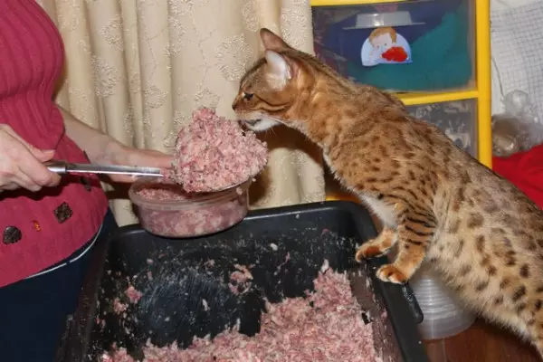 Čo nakŕmiť bengálske mačiatko? Je možné dať mačku a mačku a iné prírodné produkty? Pravidlá výživy 22397_16
