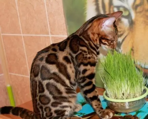 Što hraniti Bengalski mačić? Je li moguće dati mačku i mačka mlijeko i druge prirodne proizvode? Pravila prehrane 22397_17
