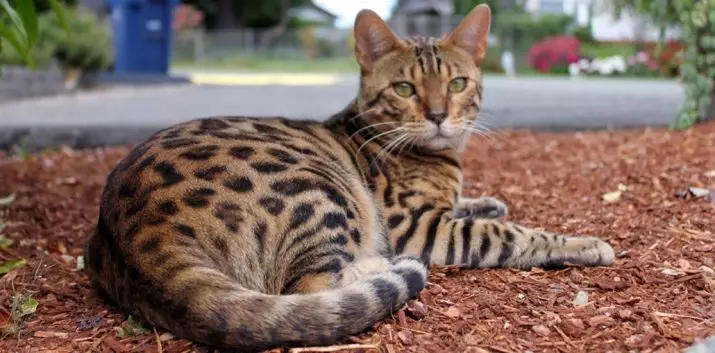 Vad ska man mata Bengal kattunge? Är det möjligt att ge en katt och kattmjölk och andra naturprodukter? Nutrition regler 22397_2