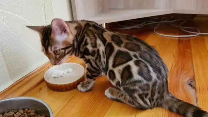 Cosa nutrire il gattino del Bengala? È possibile dare un latte di gatto e gatto e altri prodotti naturali? Regole nutrizionali 22397_20