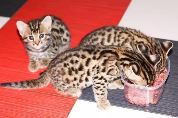 Vad ska man mata Bengal kattunge? Är det möjligt att ge en katt och kattmjölk och andra naturprodukter? Nutrition regler 22397_6