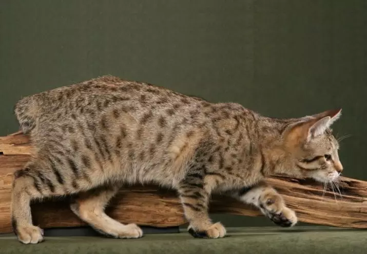 Gatti macchiati (47 foto): Descrizione del gattino leopardo e altre razze di gatti domestici di colore macchiato 22398_10