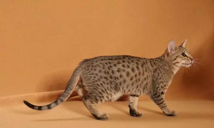 Gatti macchiati (47 foto): Descrizione del gattino leopardo e altre razze di gatti domestici di colore macchiato 22398_12
